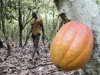 A farmer walks at a cocoa farm in Oupoyo