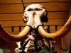 A woolly mammoth skeleton with 90% of its original bones on display in Las Vegas in 2009